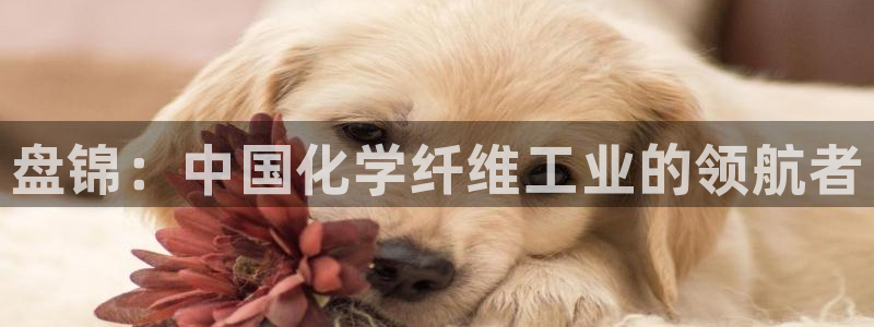 新宝gg平台注册?